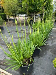 Agapanthus 'Midnight Sky' 25L
