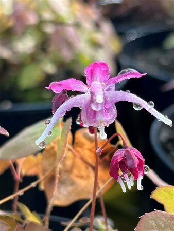 Epimedium gr. 'Purple Pixie' 2L - image 1