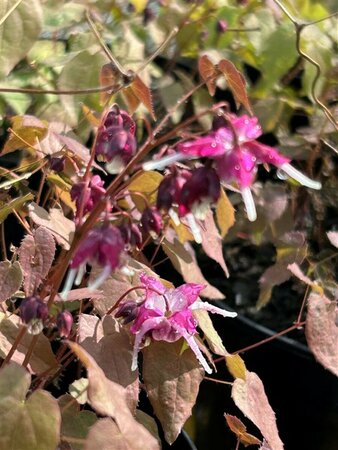 Epimedium gr. 'Purple Pixie' 2L - image 2