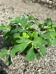 Aquilegia 'Spring Magic Rose' 2L