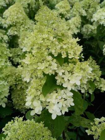Hydrangea pan. 'Polar Bear' 3L - image 1