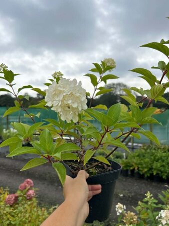 Hydrangea pan. 'Polar Bear' 3L - image 2