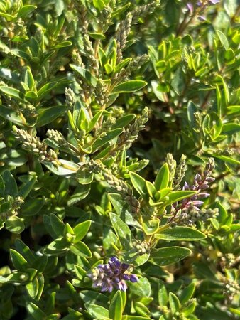 Hebe 'Garden Beauty Blue' 5L - image 2