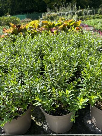 Hebe 'Garden Beauty White' 3L