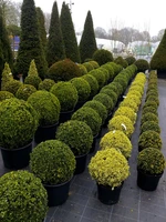 Topiary