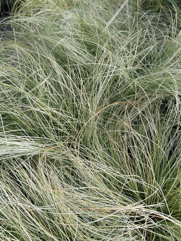 Carex comans 'Frosted Curls' picture 2