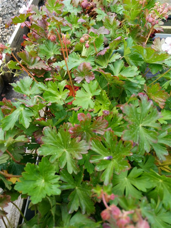 Geranium cantabrig. 'Biokovo' picture 3