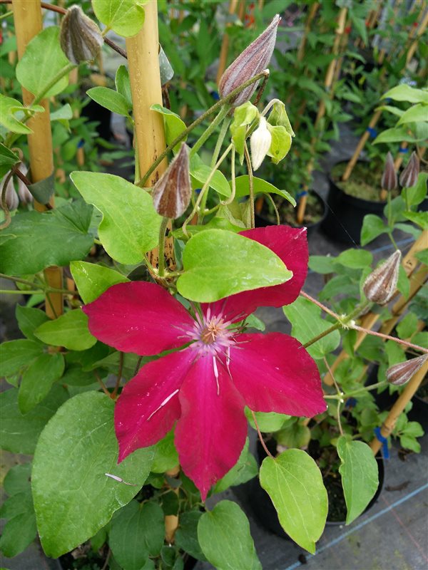Clematis boulevard Nubia picture 3