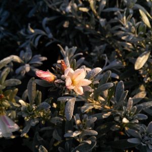 Cornus alba Elegantissima