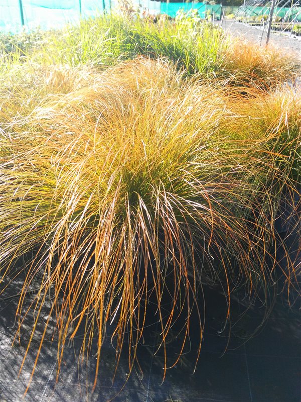 Carex testacea picture 3