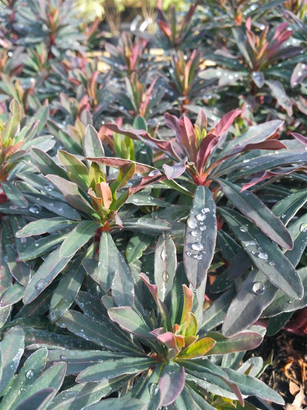 Euphorbia amygdal. 'Purpurea'