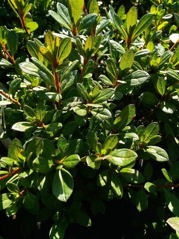 Azalea  japonica in cultivar* picture 3