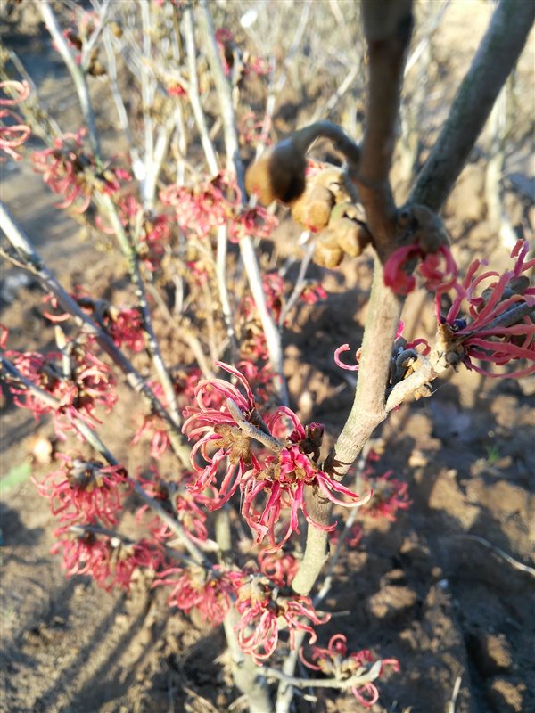 Hamamelis int. 'Arnold Promise' picture 2