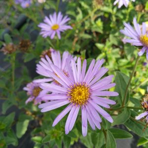Aster n.-b. 'Chatterbox'