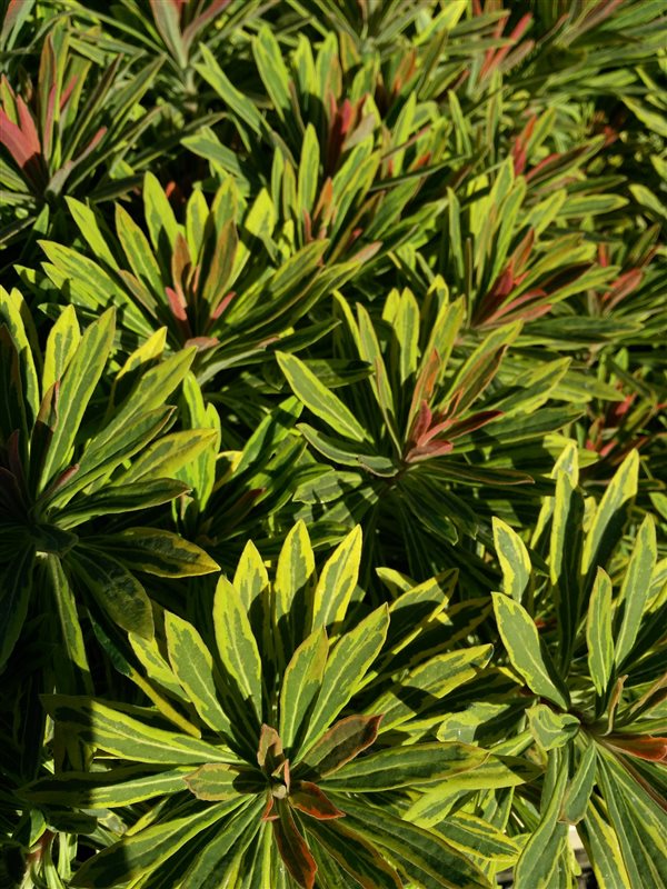 Euphorbia 'Ascot Rainbow' picture 2