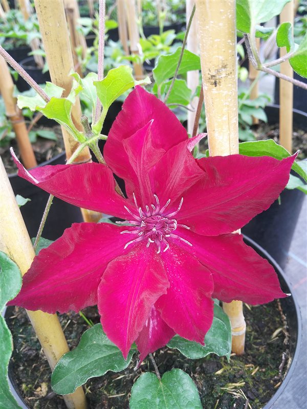 Clematis boulevard Nubia picture 5
