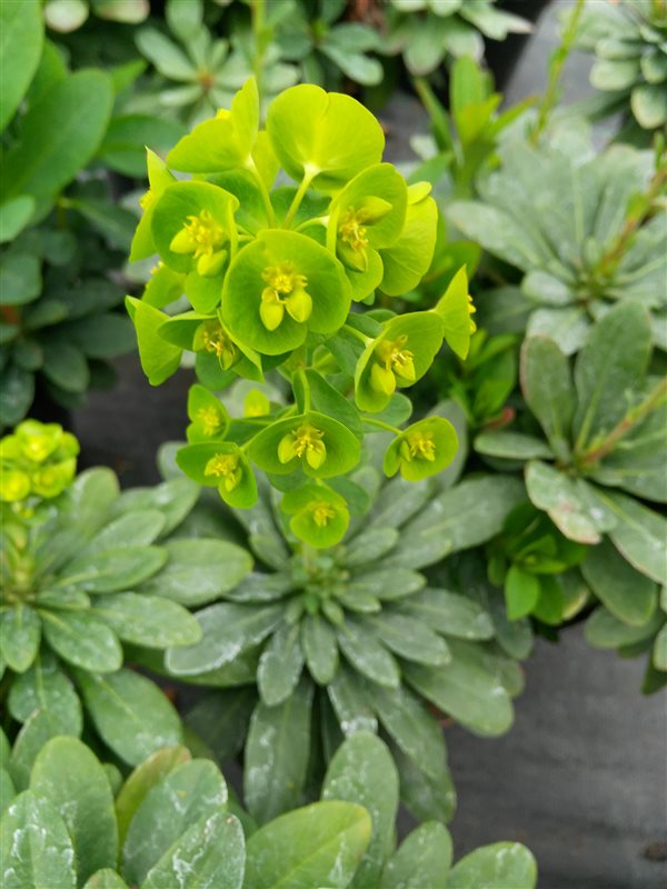 Euphorbia amygdal. robbiae