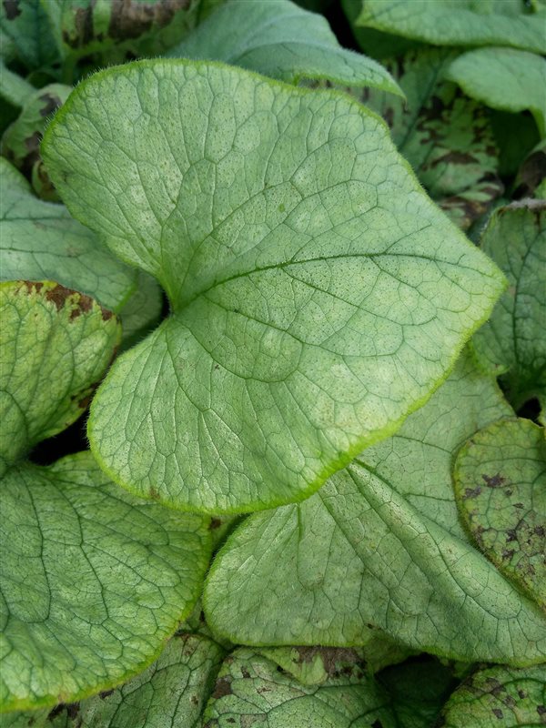 Brunnera macr. 'Looking Glass' picture 2
