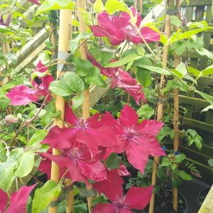 Clematis in cultivars