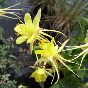 Aquilegia chrysantha 'Yellow Queen'