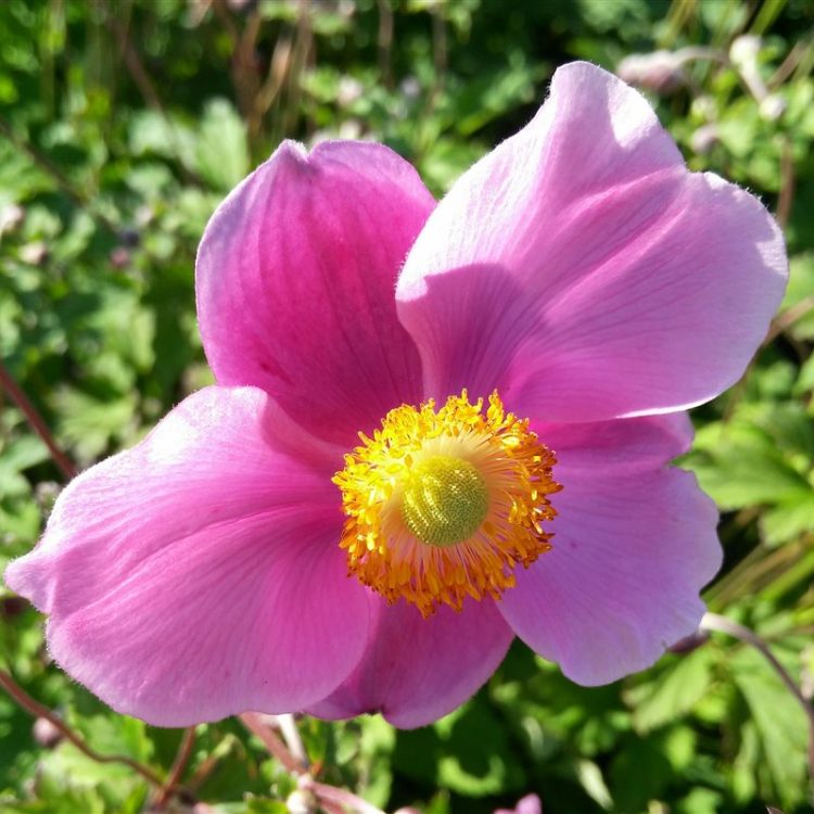 Anemone hup. 'September Charm' picture 2
