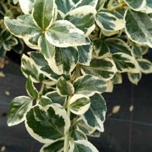 Euonymus fort. 'Silver Queen'