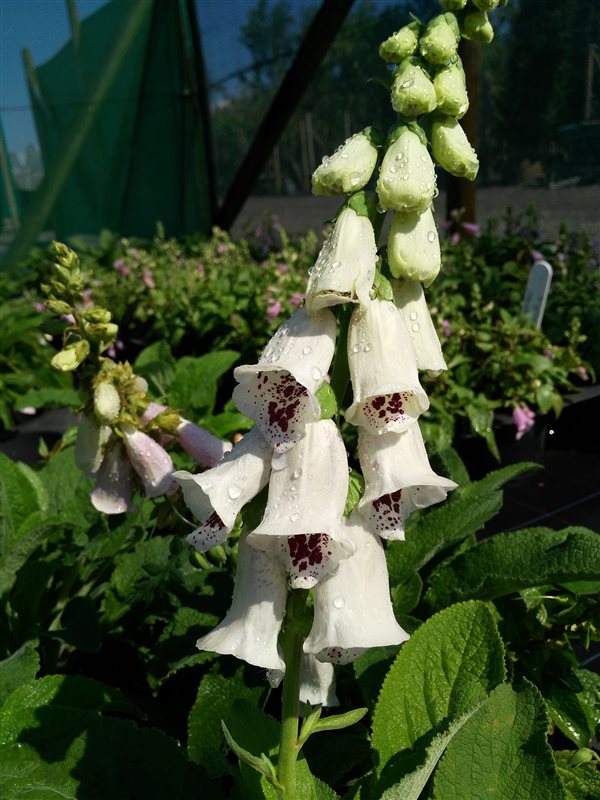 Digitalis purp. 'Pam's Choice' picture 2