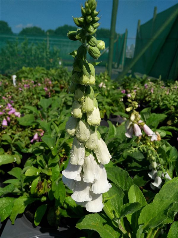 Digitalis purp. 'Pam's Choice' picture 3