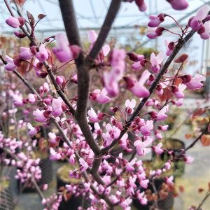 Cercis can. 'Hearts of Gold'