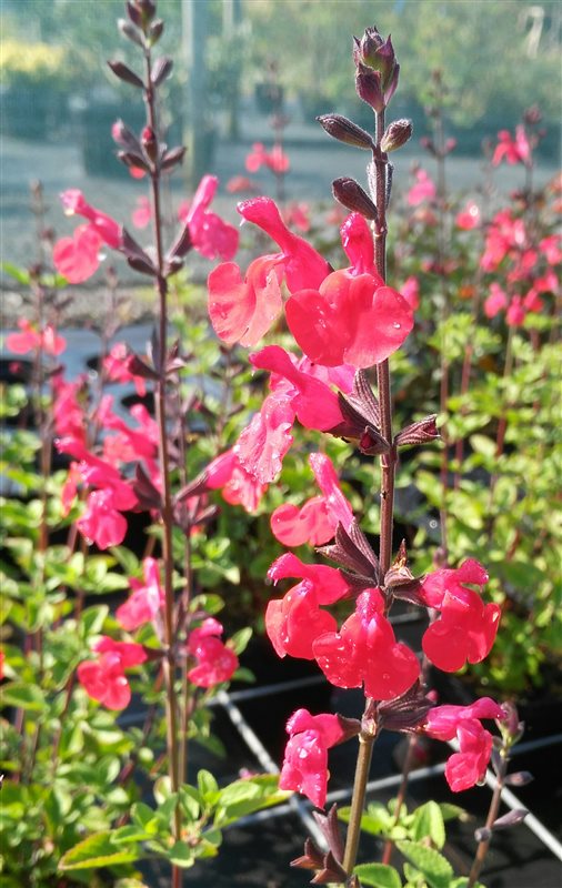Salvia 'Dyson's Maroon' picture 3