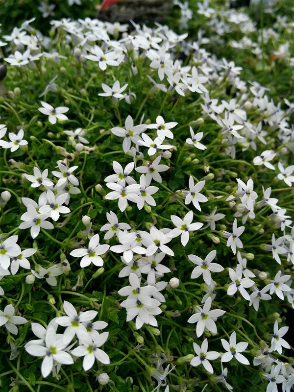 Pratia pedunculata 'Alba' picture 2