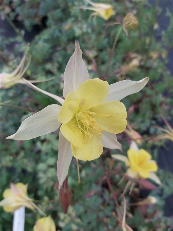 Aquilegia chrysantha 'Yellow Queen' picture 4