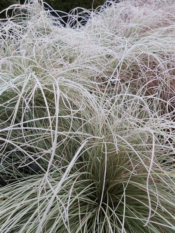 Carex comans 'Frosted Curls' picture 4