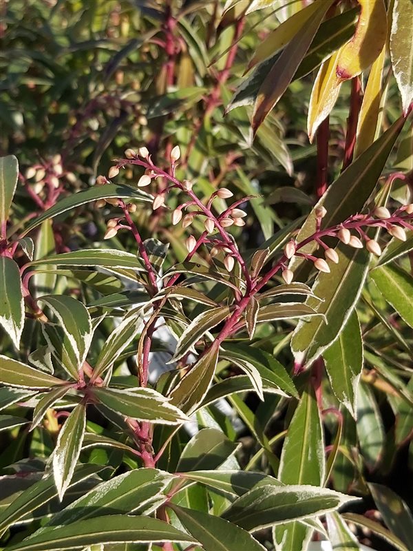Pieris 'Flaming Silver' picture 2