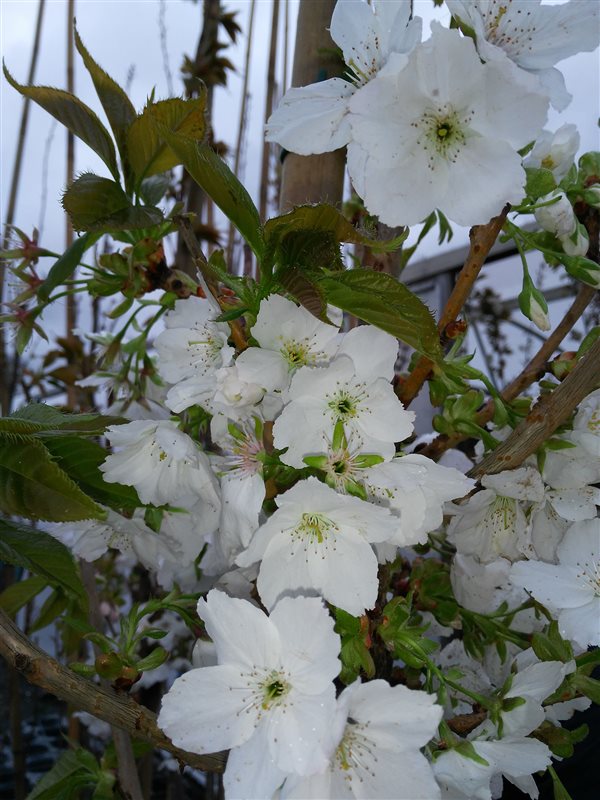 Prunus serr. 'Taihaku' picture 6