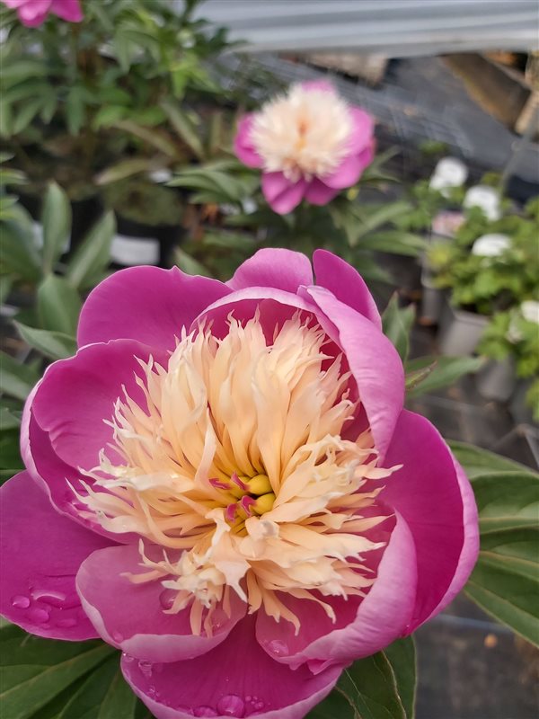 Paeonia (LE) 'Bowl of Beauty' picture 3