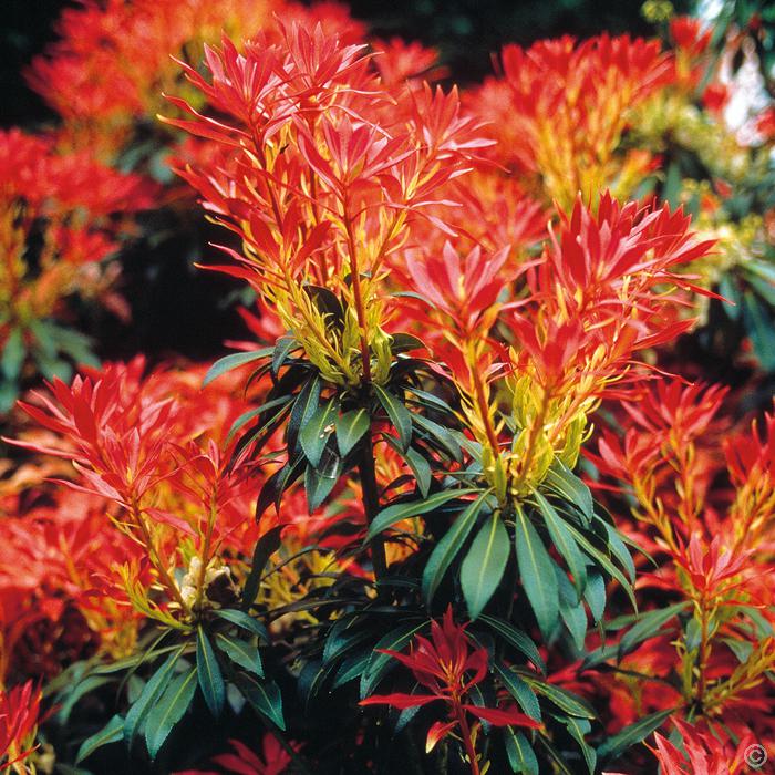 Pieris 'Forest Flame' picture 4