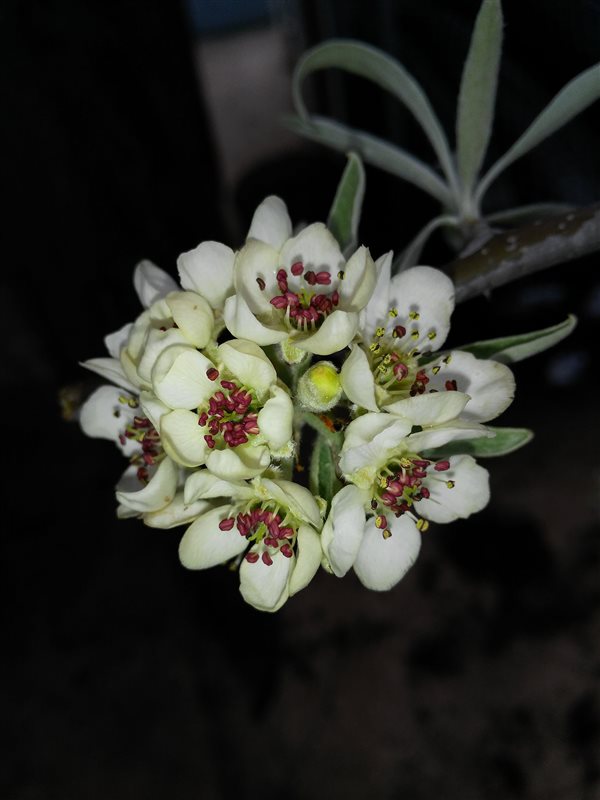 Pyrus salicifolia 'Pendula' picture 2