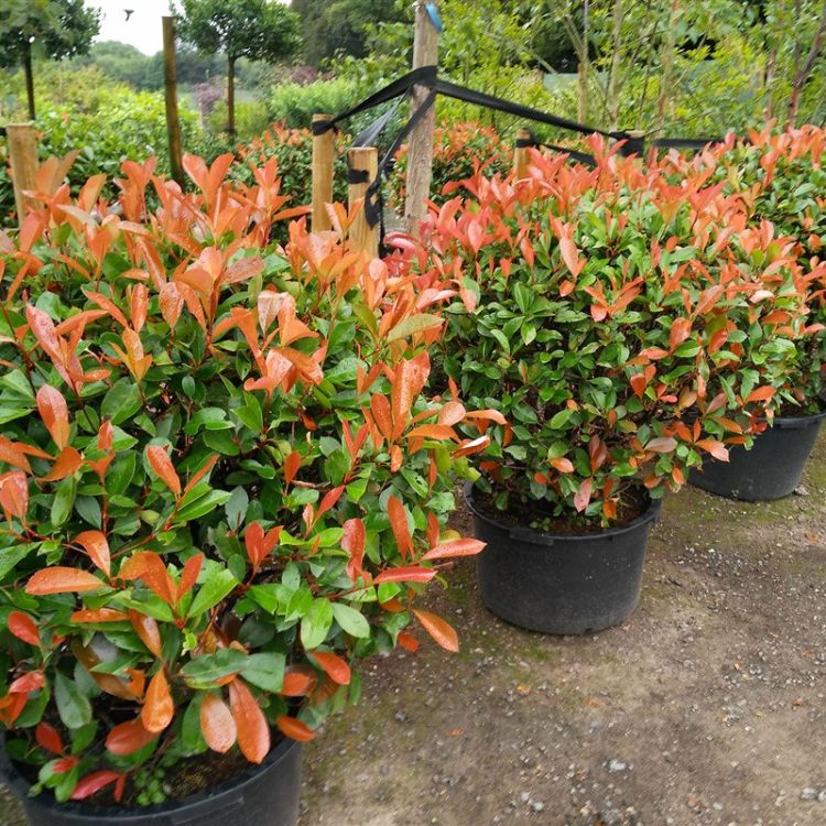Photinia fraseri 'Red Robin' picture 4
