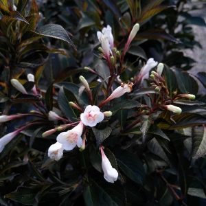 Azalea  japonica in cultivar*