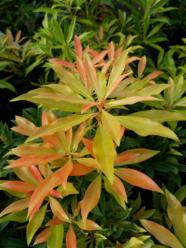 Pieris 'Forest Flame' picture 2