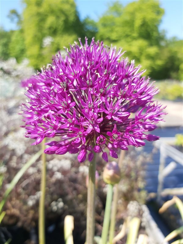 Allium afl. 'Purple Sensation' picture 2