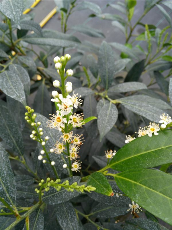 Prunus l. 'Herbergii' picture 3