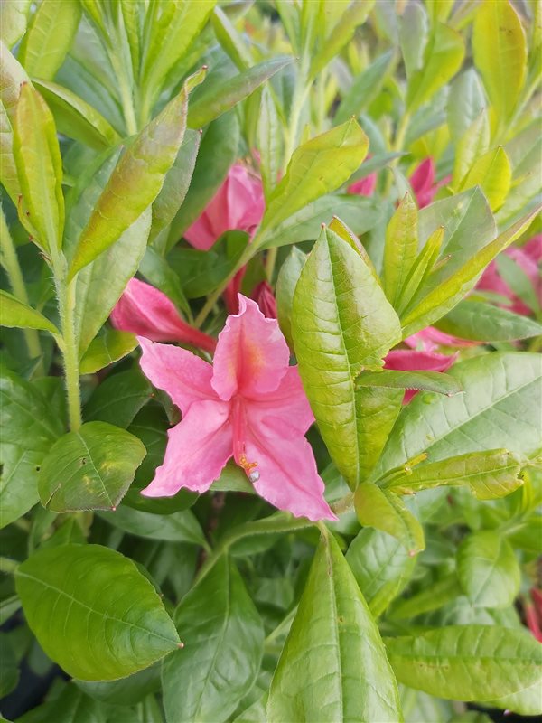 Rhododendron (AV) 'Jolie Madame' picture 4