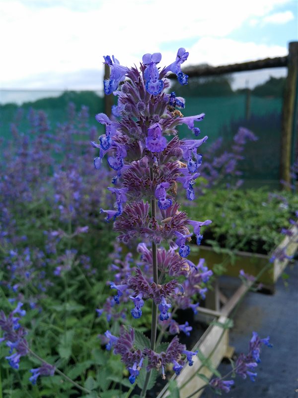 Nepeta 'Six Hills Giant' picture 3