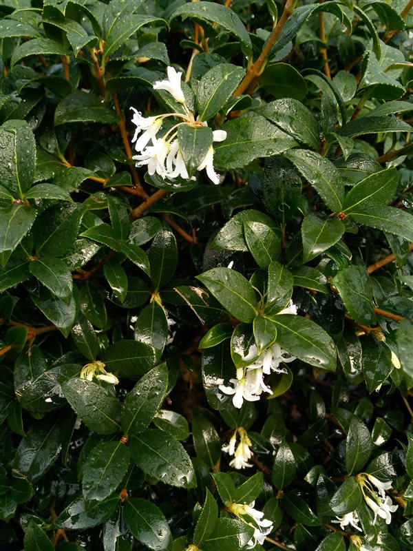 Osmanthus x burkwoodii picture 2