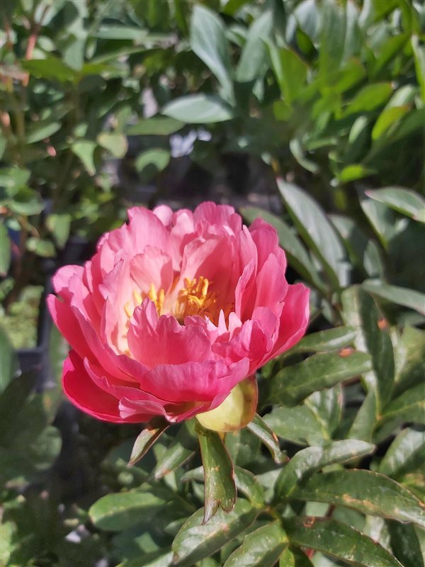 Paeonia (LD) 'Coral Sunset' picture 2