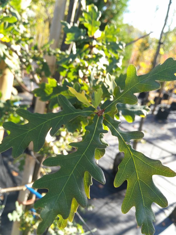 Quercus robur*