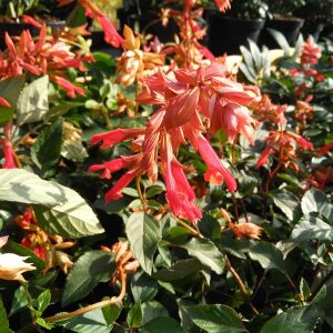 Salvia 'Ember's Wishes'