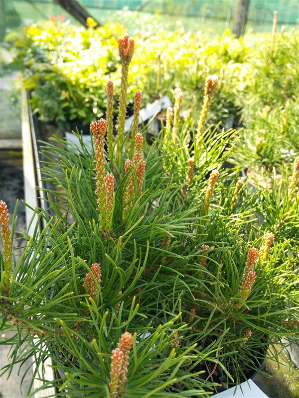 Pinus mugo pumilio picture 2